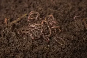 Lombriz Roja Californiana