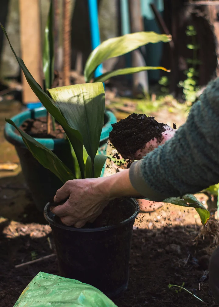 Compost casero para plantas