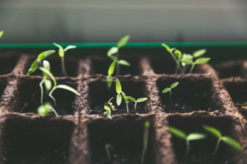 Composta natural para plantas